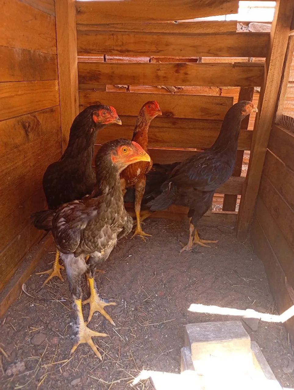 Frango caipira 