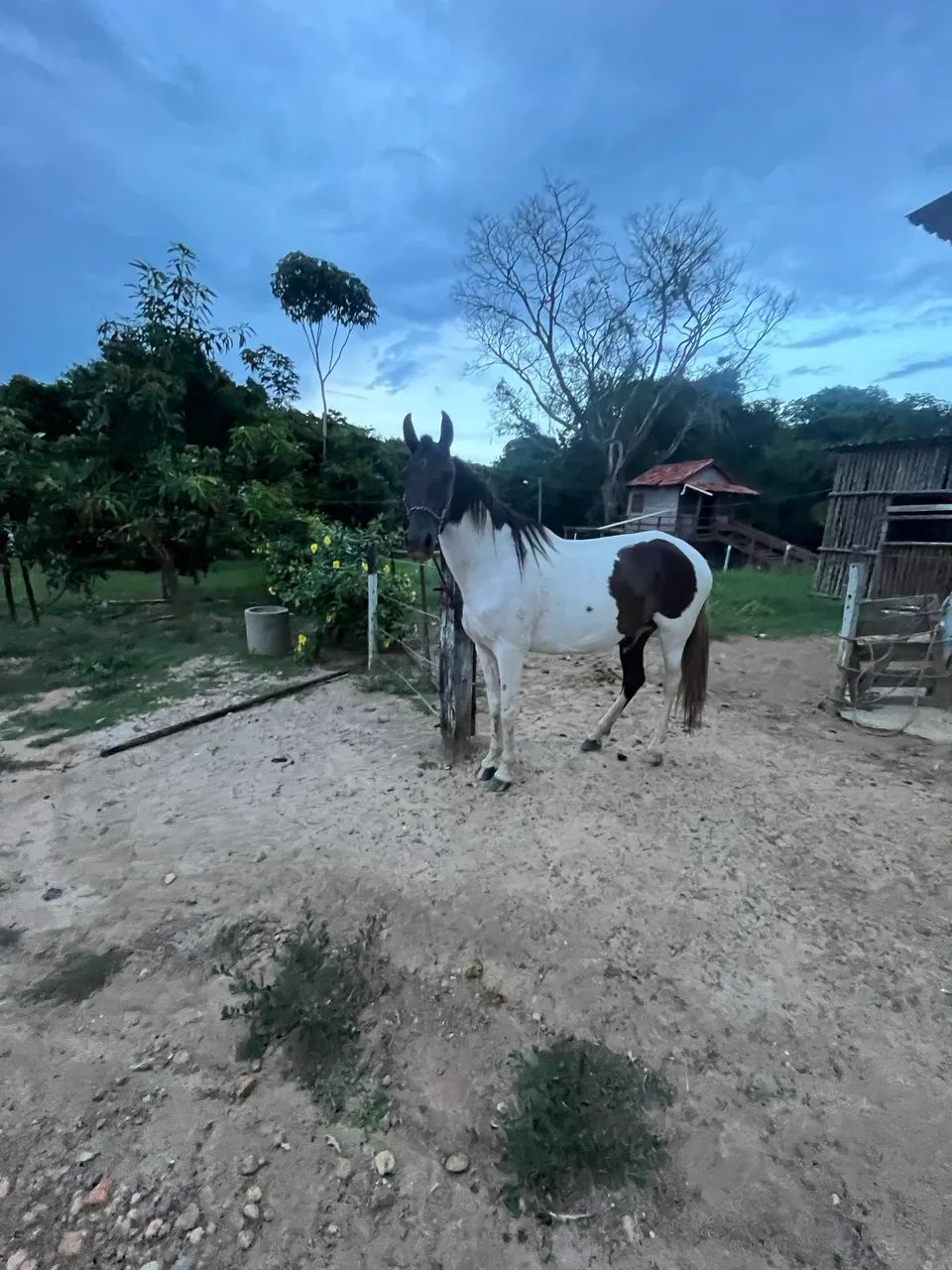Égua Manga Larga Pampa de Preto  - Foto 4