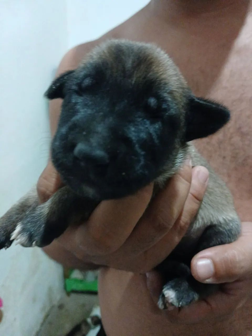 Pastor belga malinois  - Foto 2