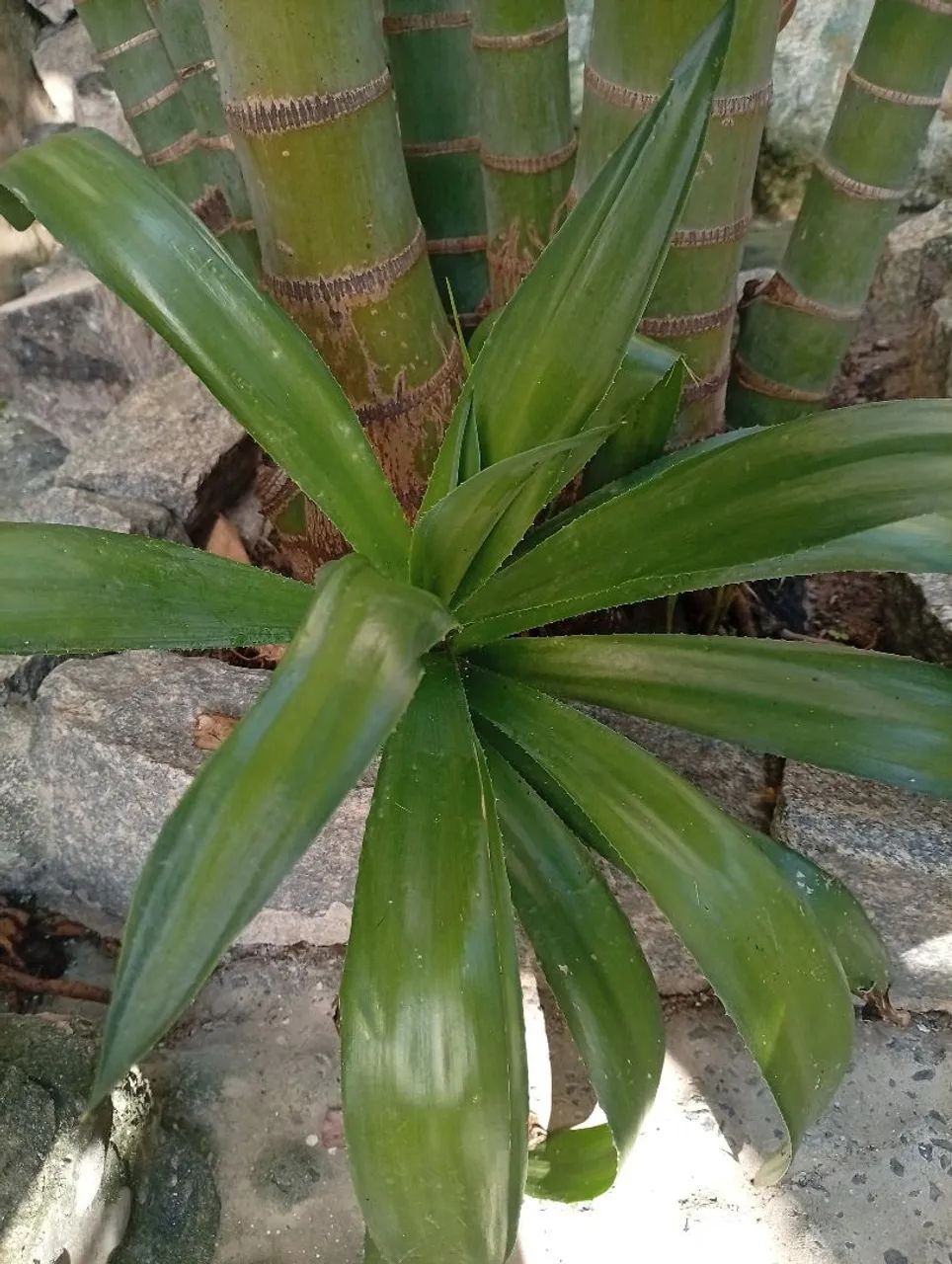 Planta AGAVE IMPERIAL - Foto 4
