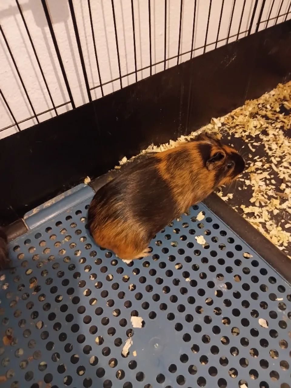 Animal - Foto 3