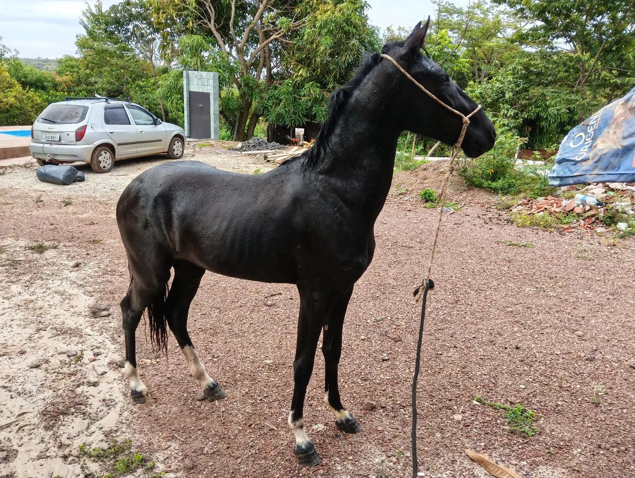 ? OPORTUNIDADE! Potro Manga larga ! Não tem reg<br>Vendo potro Mangalarga, marcha picada!<br><br>