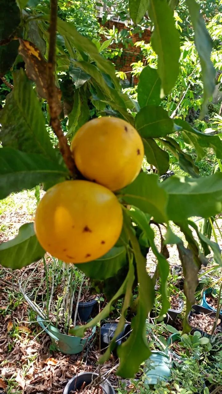 Vendo chácara próximo ao Bio Parque  - Foto 3