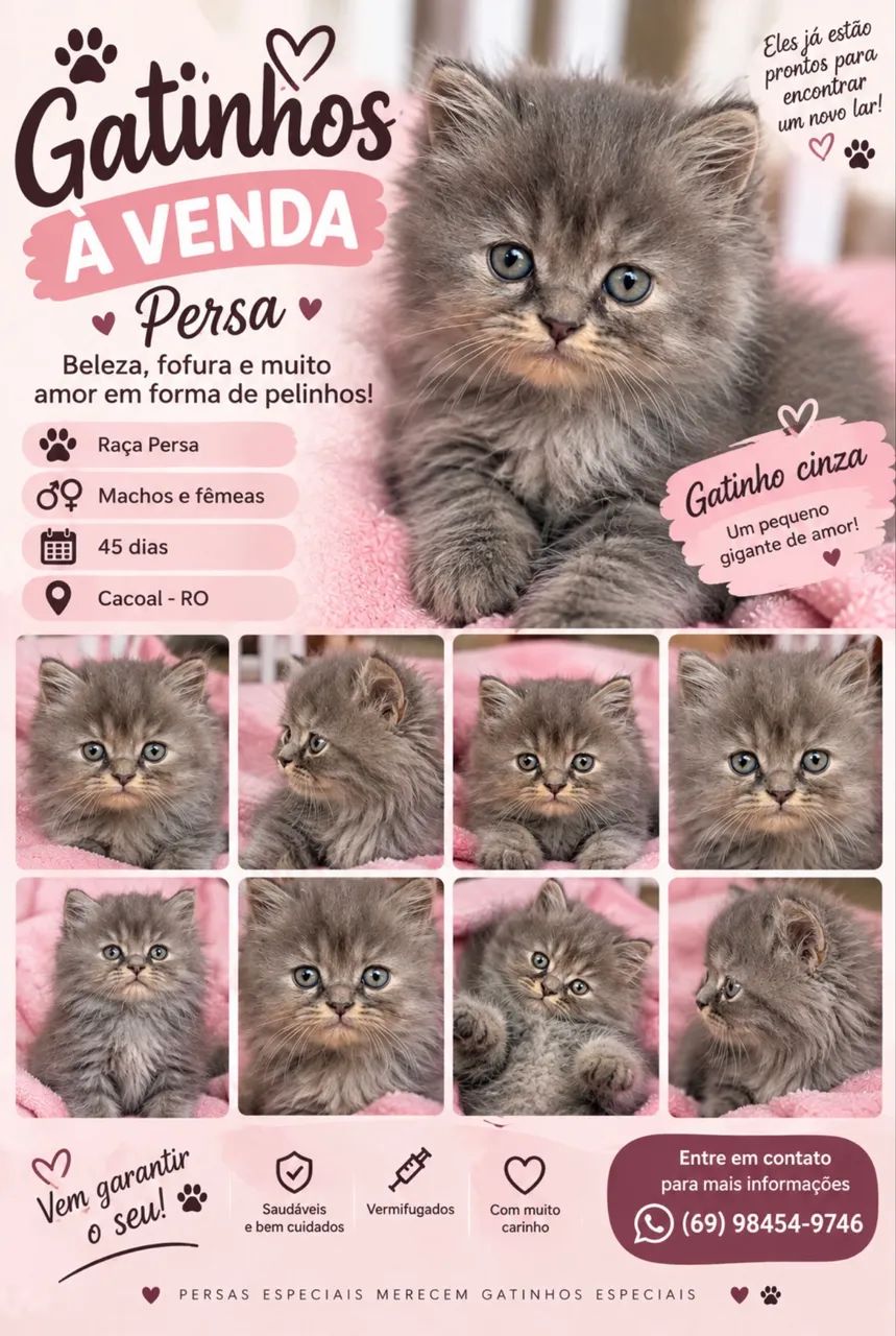 Gatos Persas - Foto 2