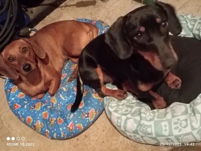 Cachorro  - Foto 4