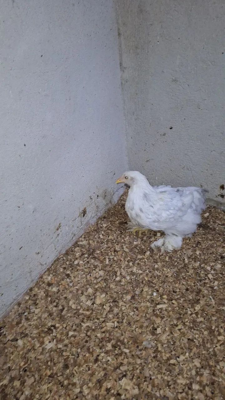 Brahma splash 
