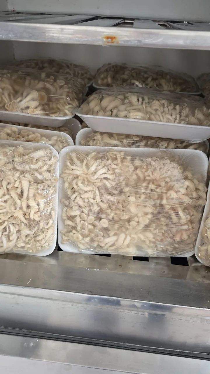Shimejji por kilo