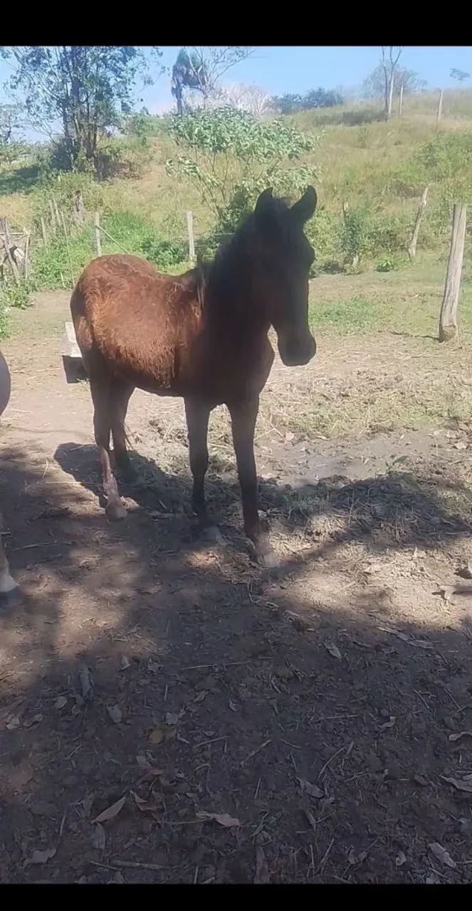 Vendo potro macho  - Foto 2