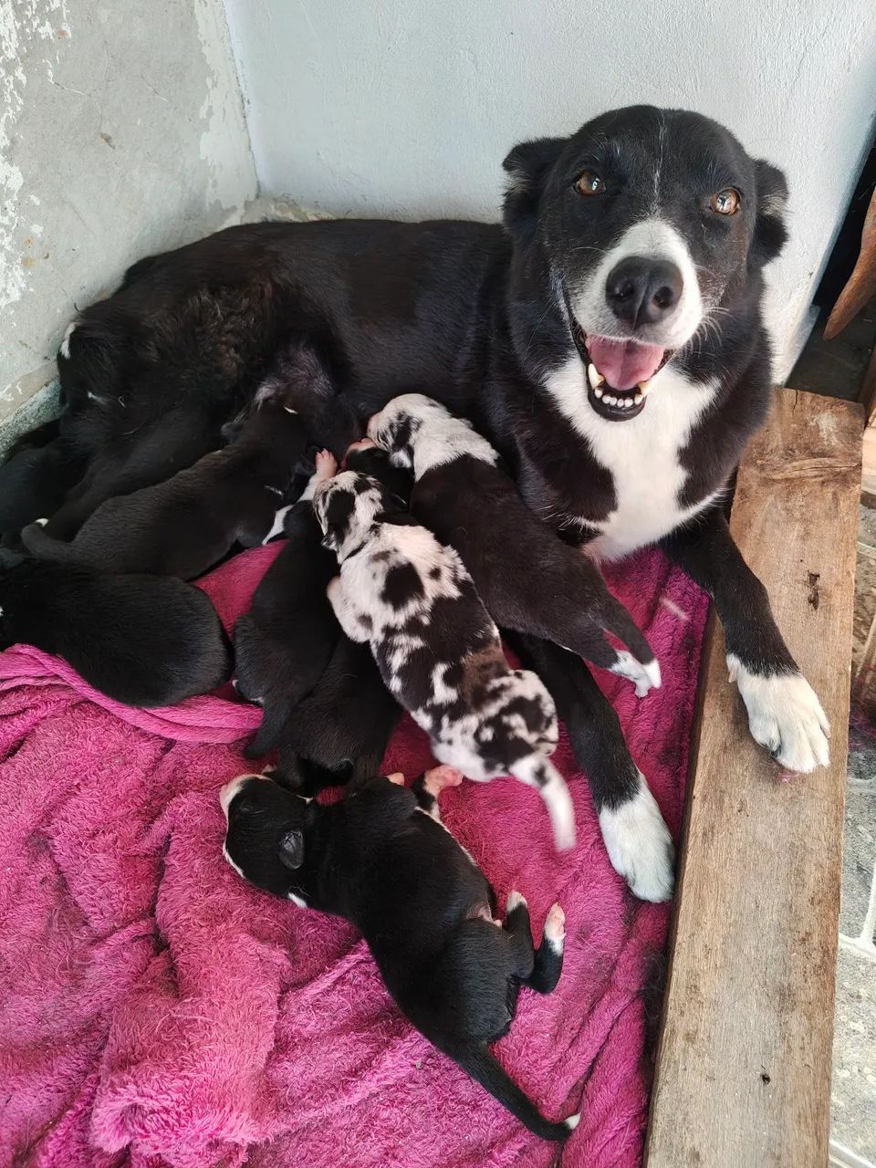 Filhotes de Border Collie 