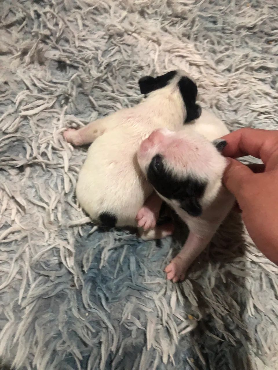 Vendo buldogue francês  - Foto 2