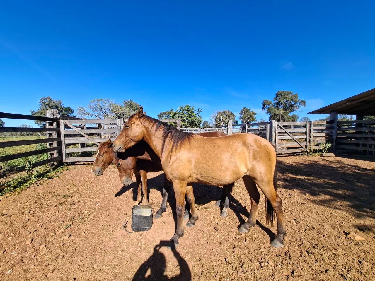 CAVALO - Foto 2