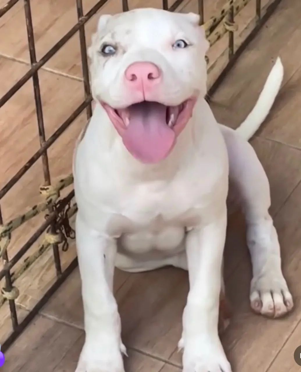 Pit moster com pitbull Merlen  - Foto 2
