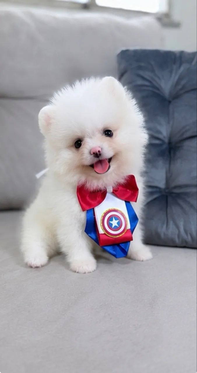 Lulu da Pomerania machinho - Foto 4