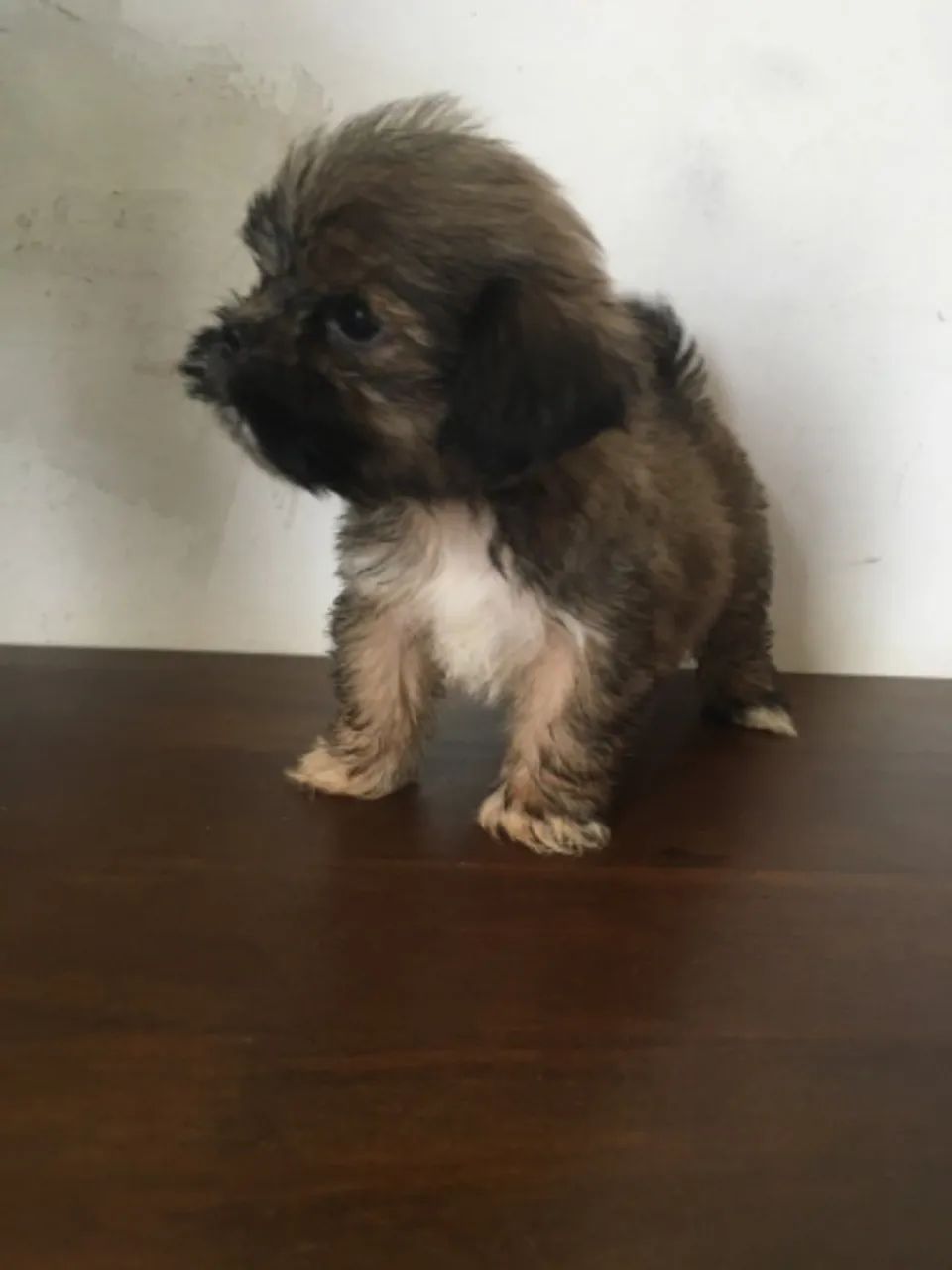 Filhotes Lhasa Apso - Foto 4