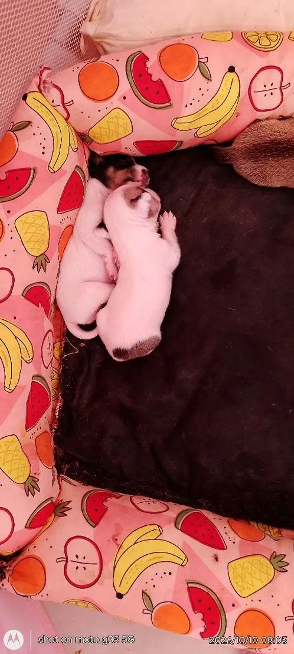 Pets  - Foto 3