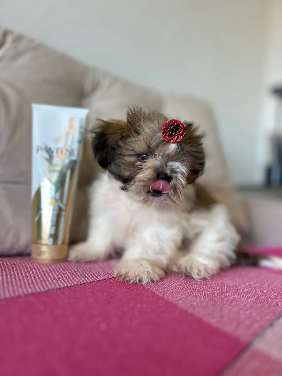 Shih tzu - Foto 2