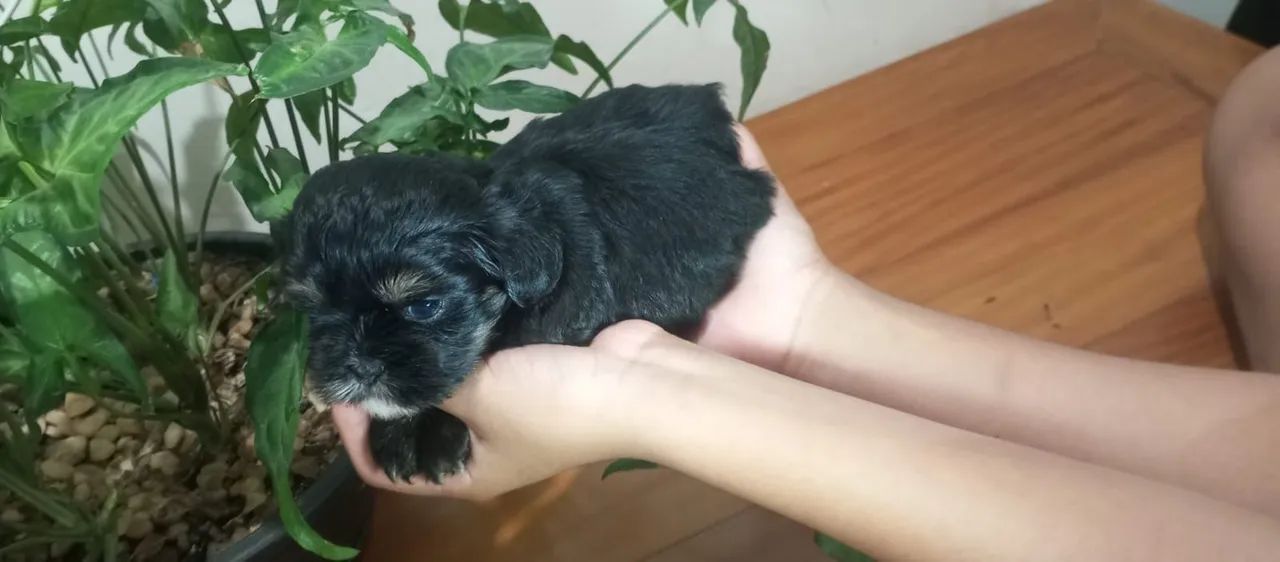 Vendo lindos filhotes de shituzz  - Foto 4