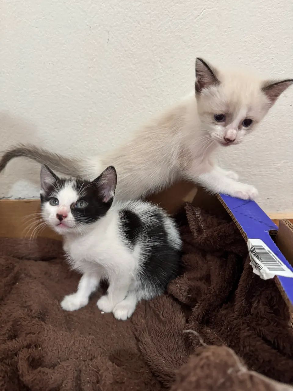 Doa-se dois gatos  - Foto 3