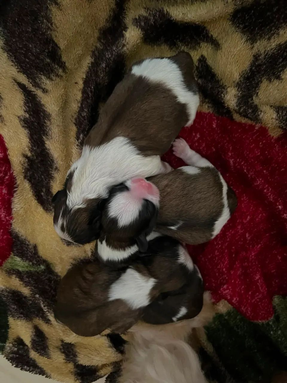 Filhotes de Shih Tzu