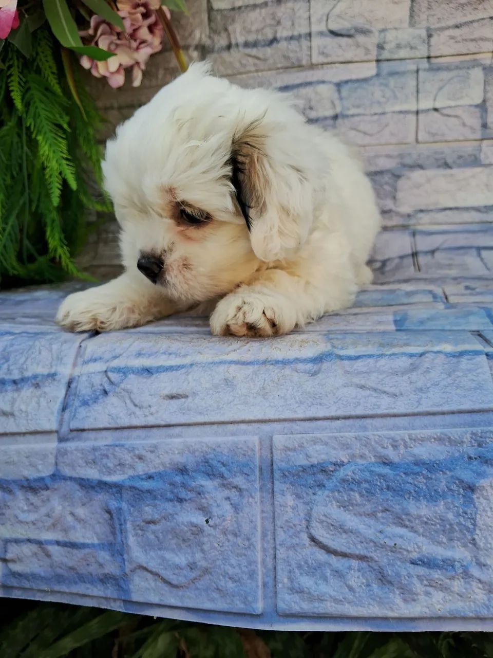 Shitzu minie - Foto 4