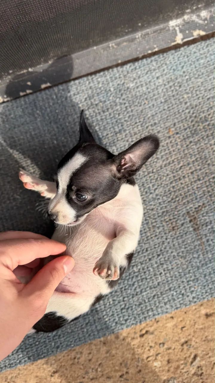 Pinscher macho  - Foto 2