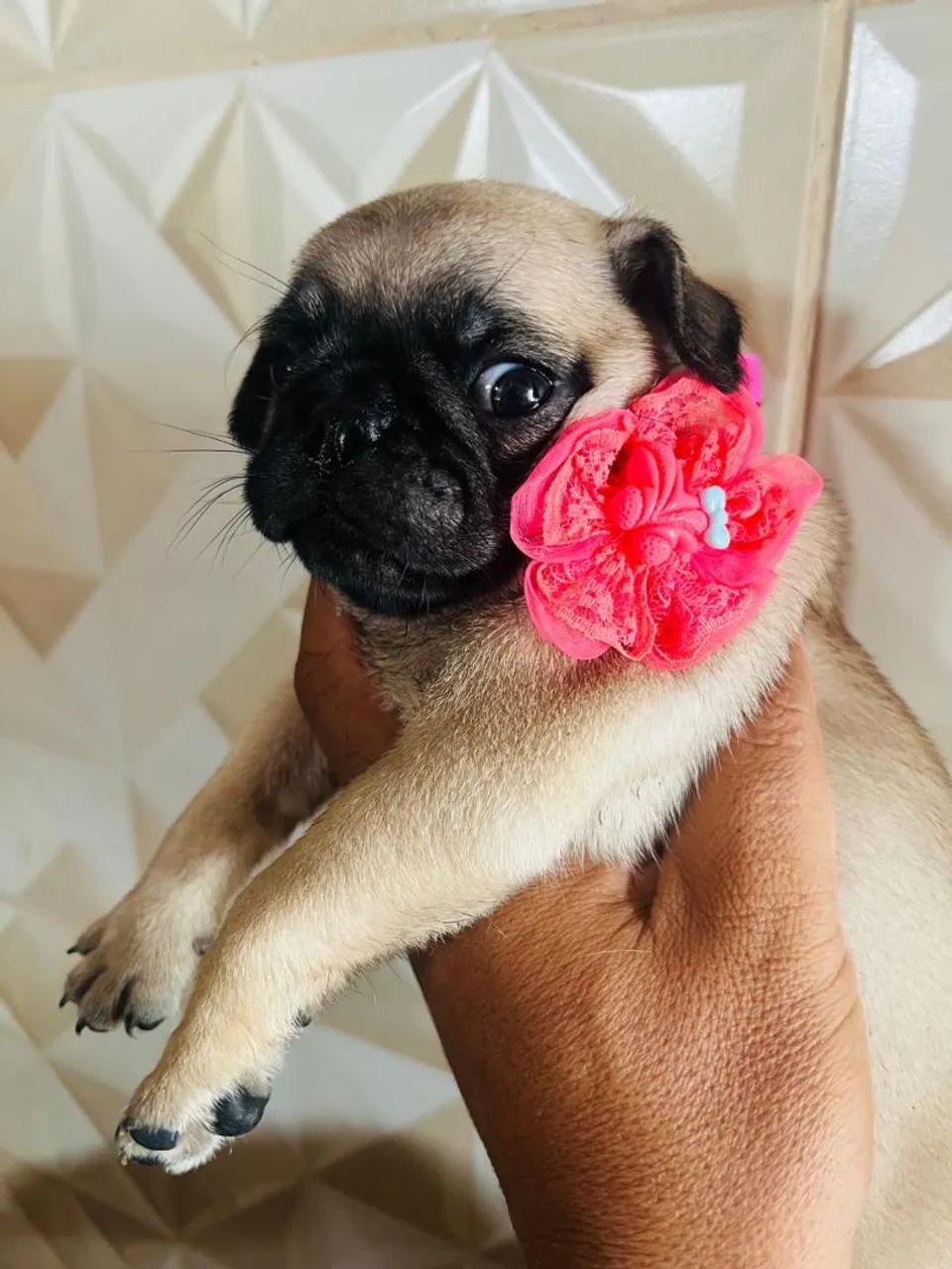 Filhotes de pug  - Foto 2