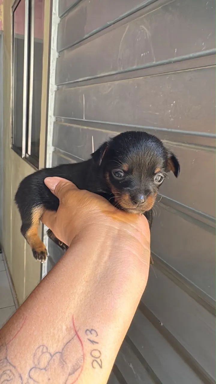 Filhote Pinscher mini ( reserva)