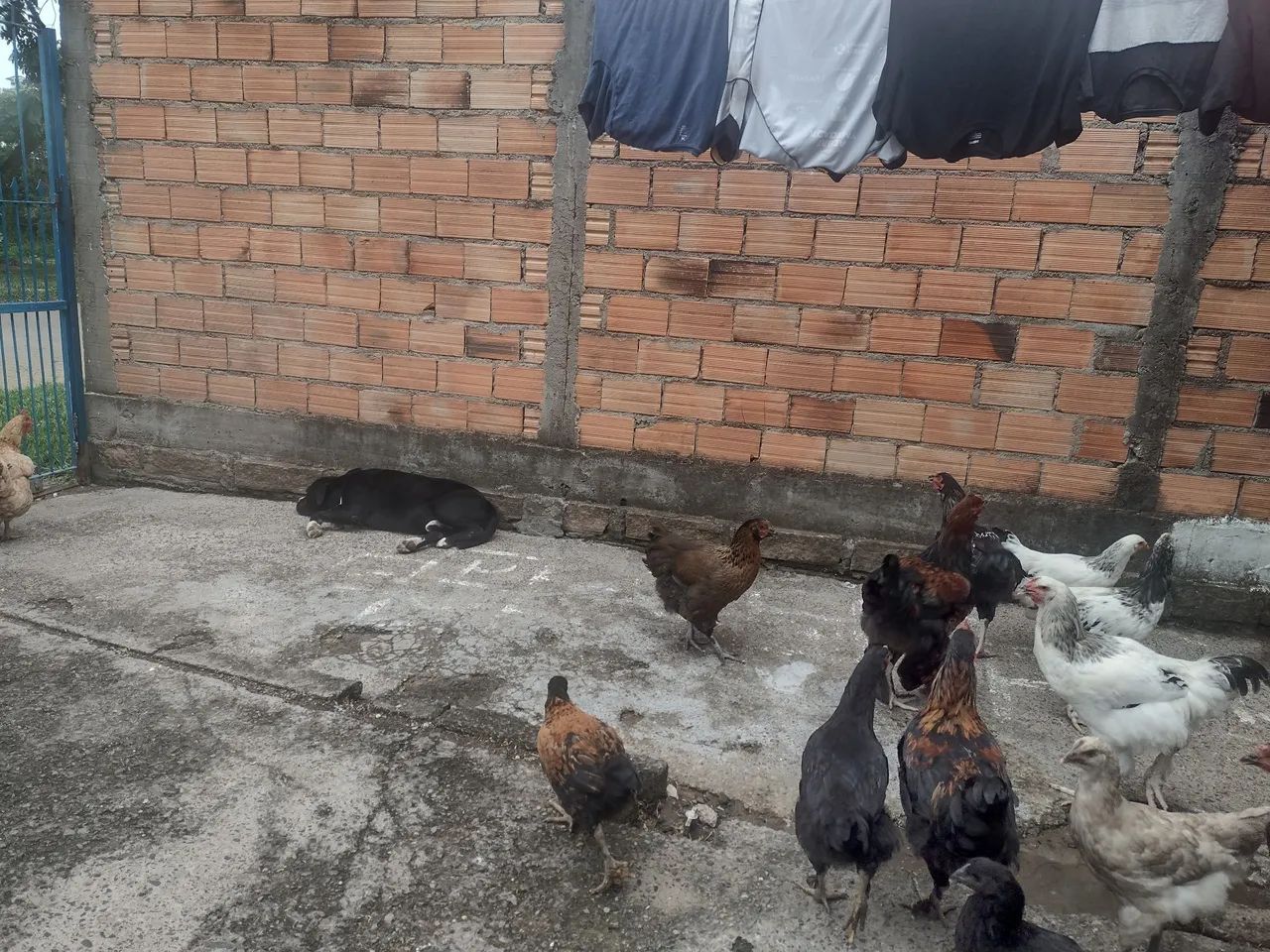 vendo frangos e franga Brama e caipira todos por 800,00 reais