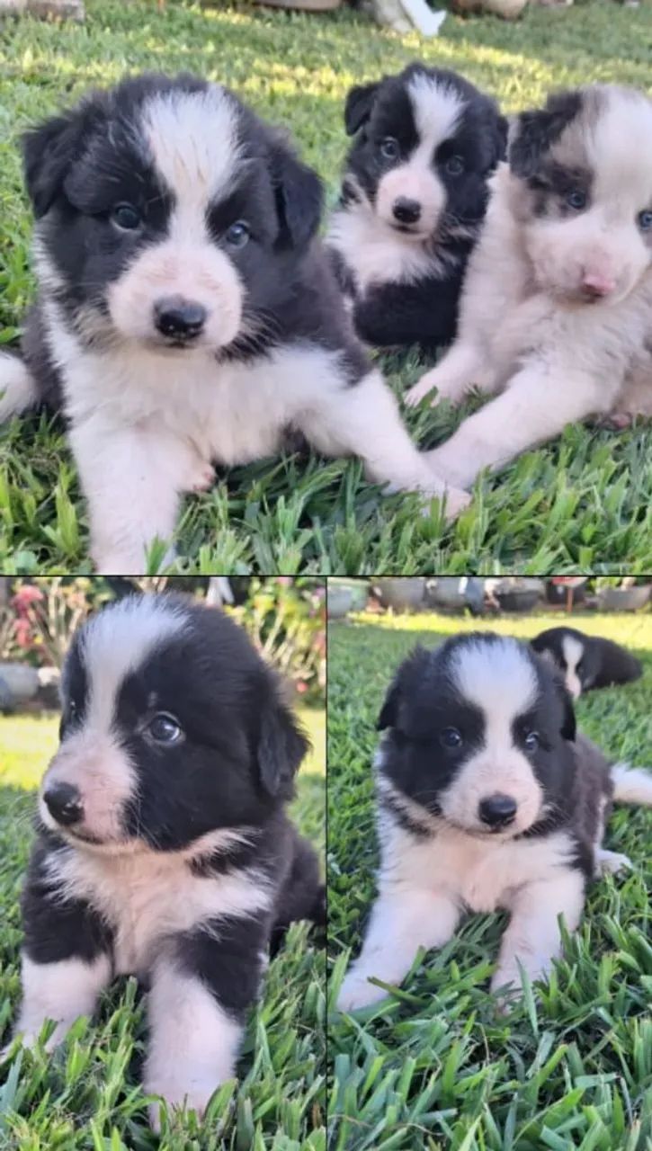 Border Collie Machos à Venda. - Foto 2