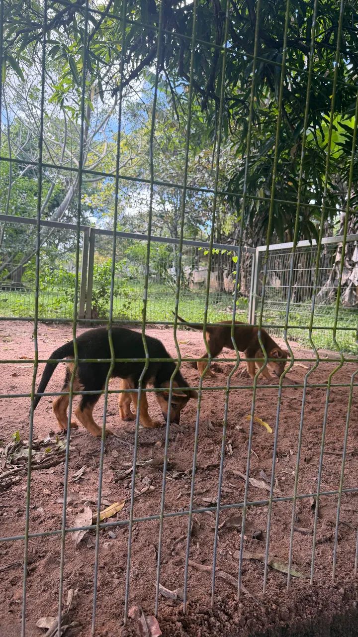 Animais