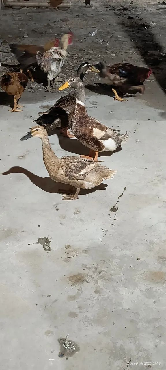 Vendo 3marecos   - Foto 4
