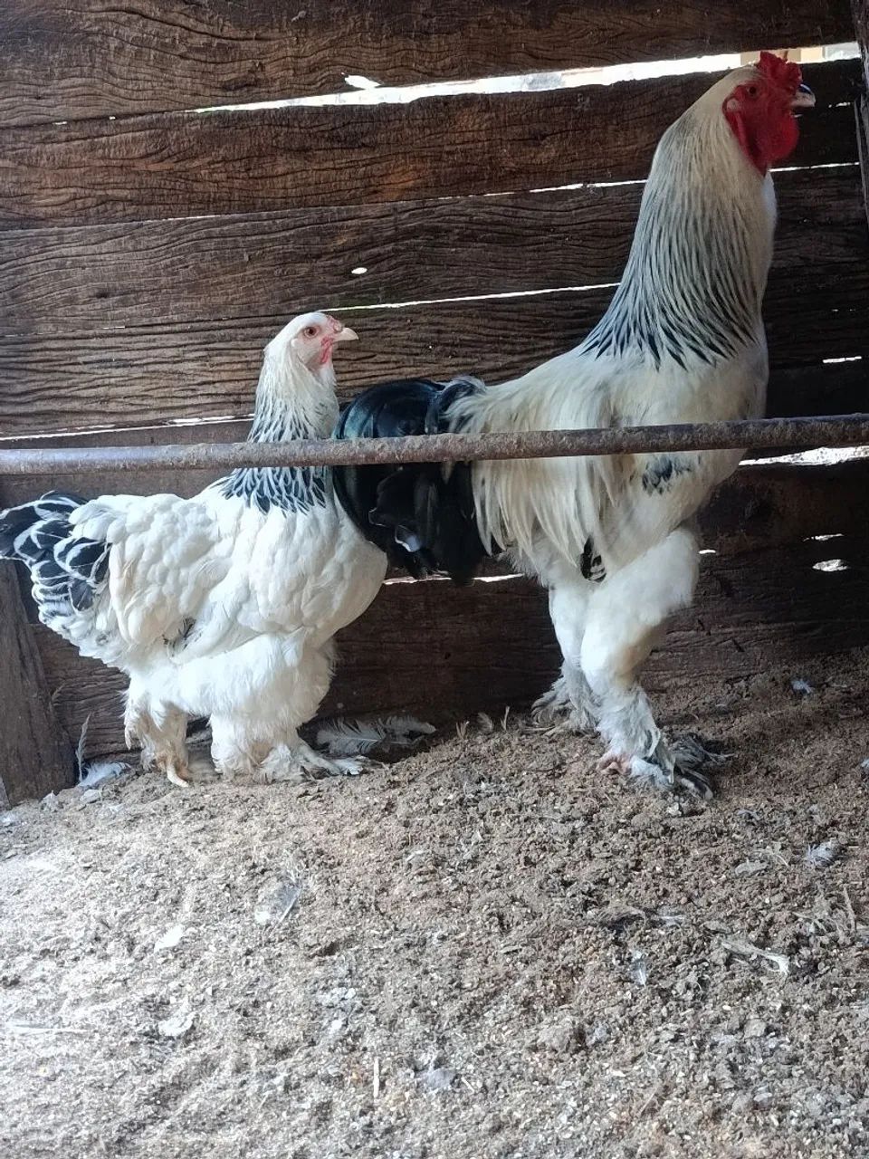 Ovos - Foto 3
