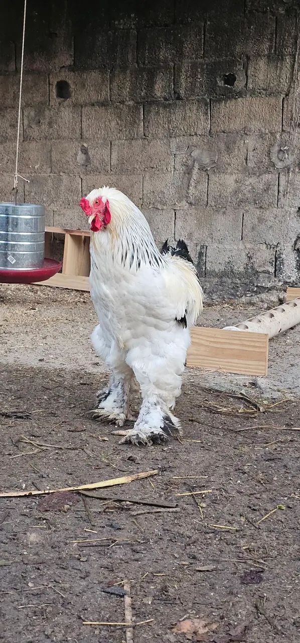 Ovos férteis raça GSB e brahma - Foto 2