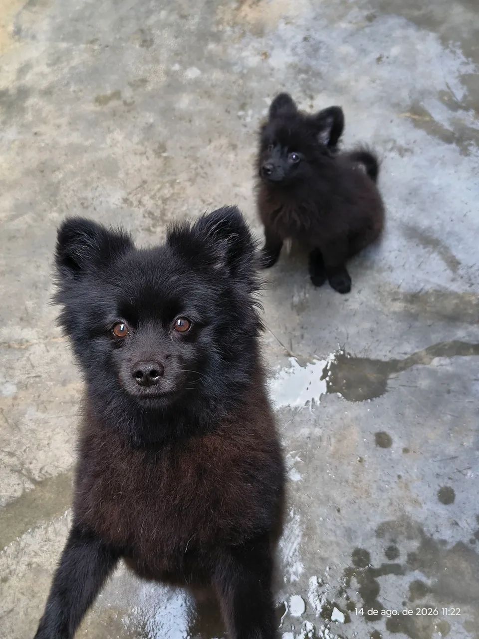 Disponível 3 meses  - Foto 2