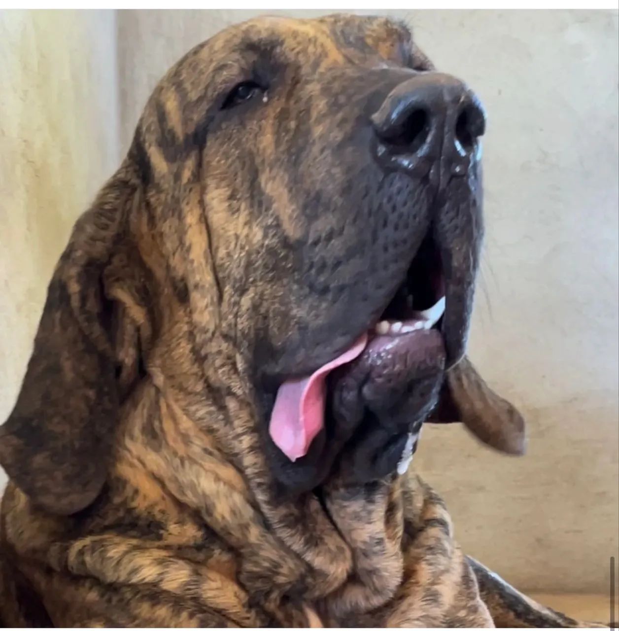 Fila Brasileiro  - Foto 3