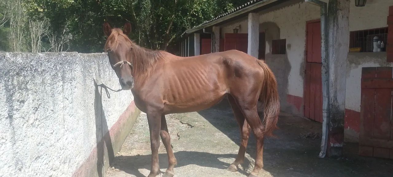 Égua mestiça de engate  - Foto 3