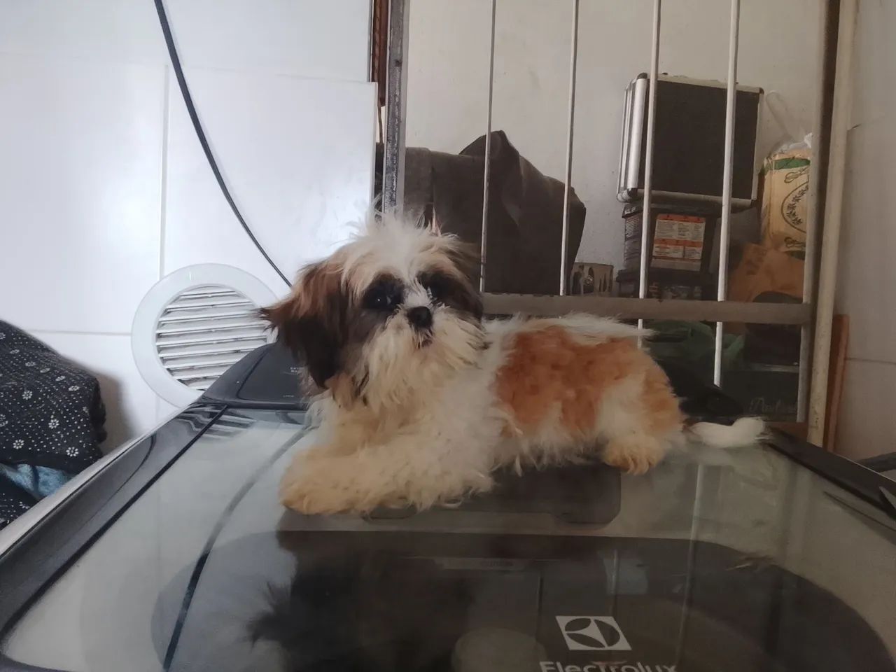 Vendo cachorro SHIT-SU 