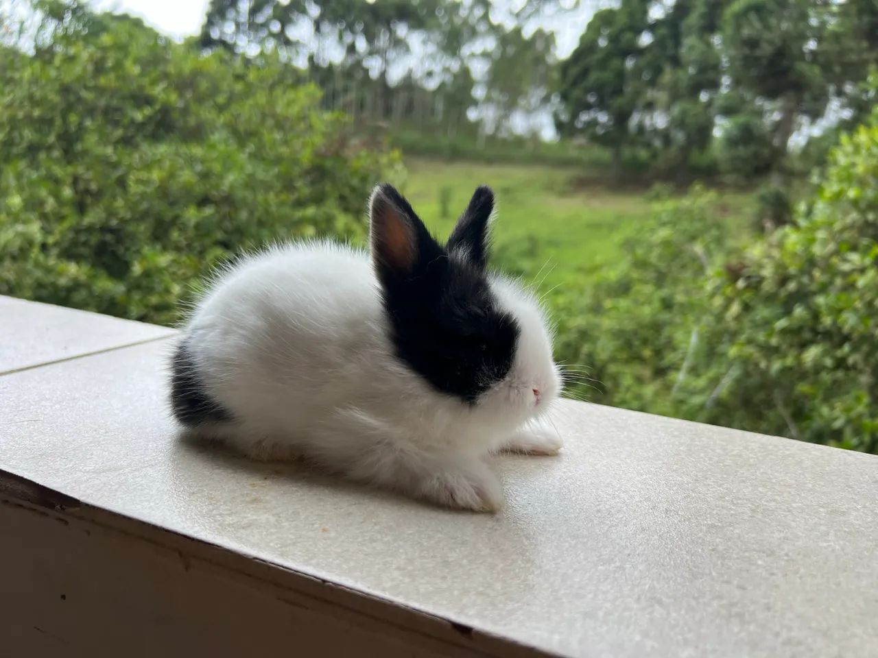 Coelho mini Lion Head - Foto 2