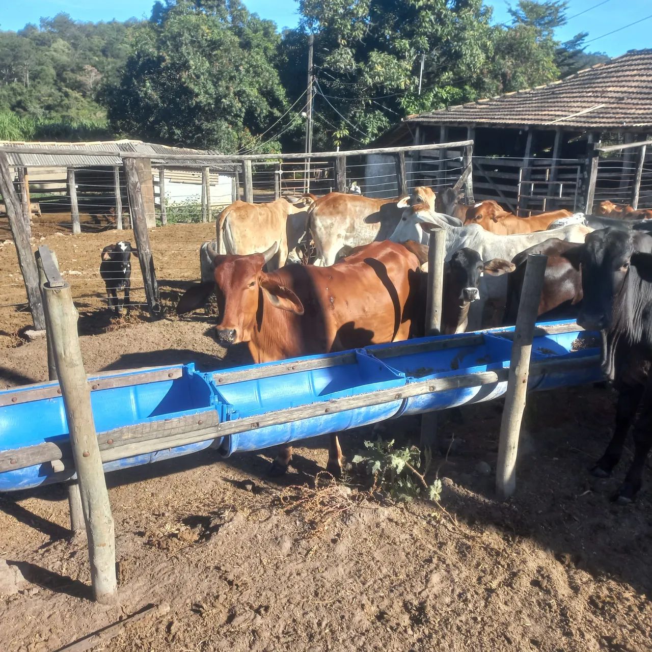 Vendo e pego carro um lote de gado extra  - Foto 6