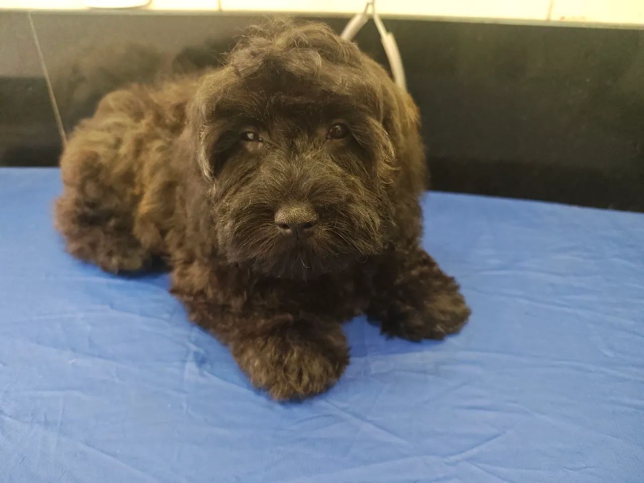 Lindíssima filhote de Cavapoo cor Preto e Creme - Foto 4