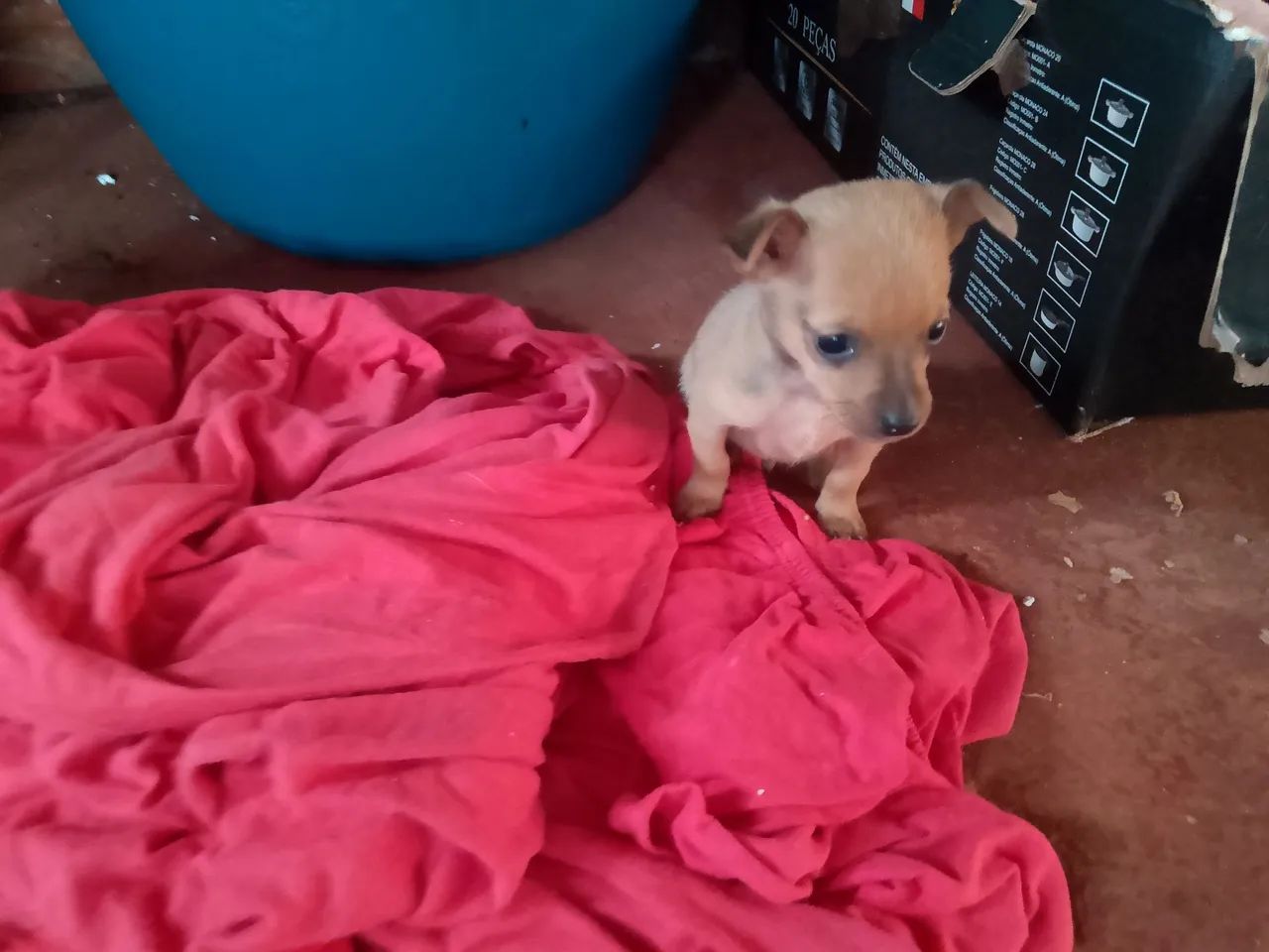 Pinscher macho n1 - Foto 2