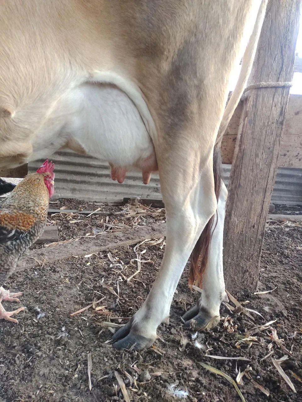 Vaca leiteira 
