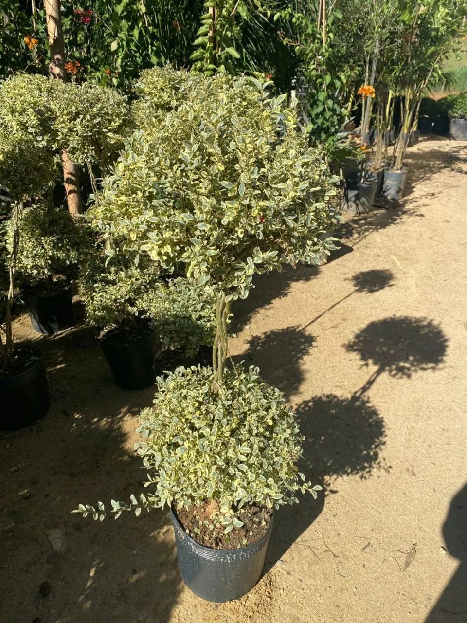Plantas ornamentais  - Foto 5