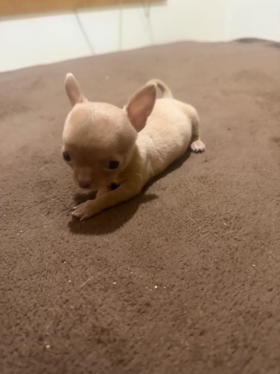 Chihuahua - Foto 2