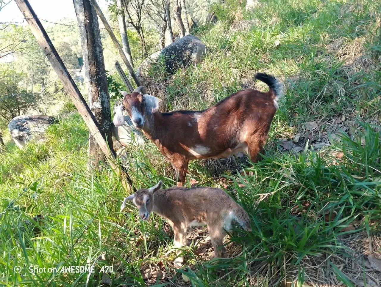 Cabra e cabritinha disponível  - Foto 4