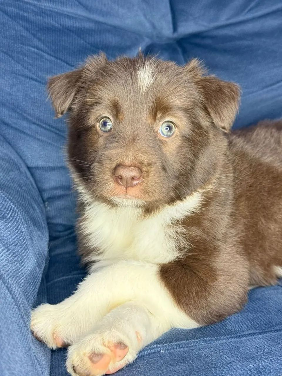 Border Collie  - Foto 2