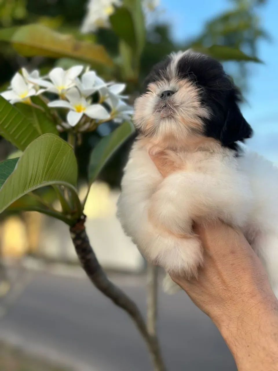 Shitzu preto  e branco - Foto 2