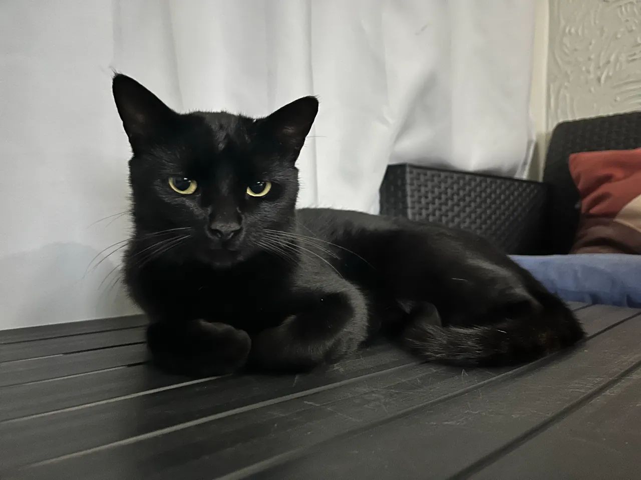 Gatinho dócil  - Foto 2