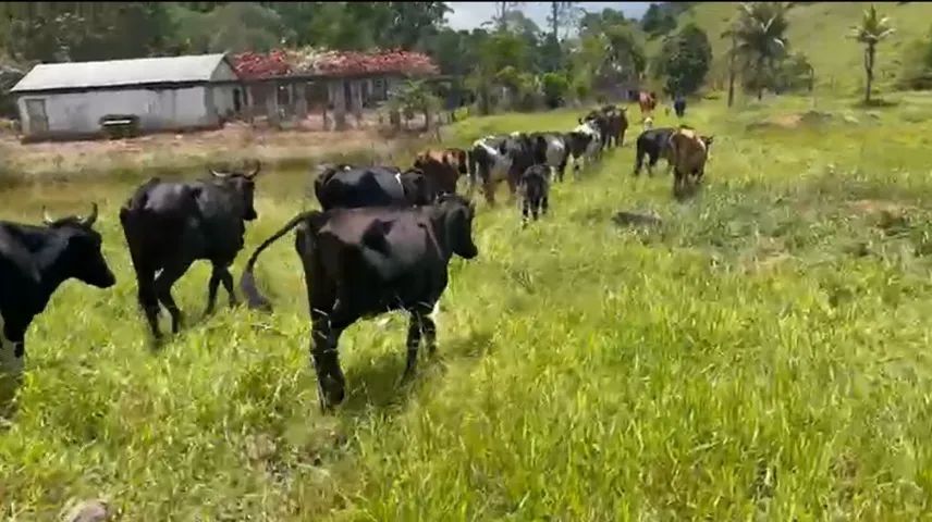 Gado Leiteiro - Holandês/Girolando (Itabuna/BA) - Foto 5