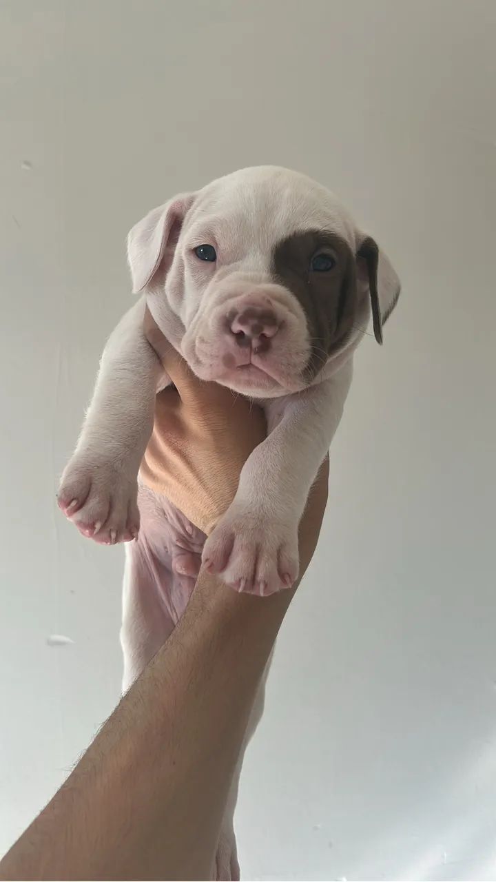 Pit bull - Foto 3